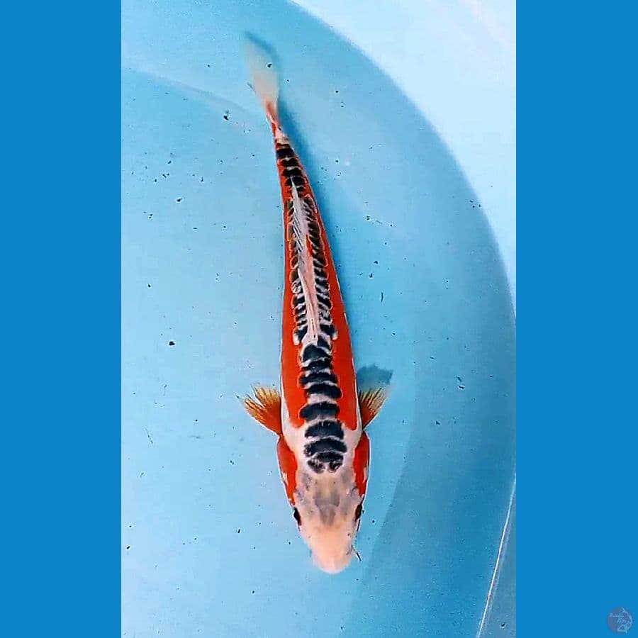 29 cm hanasushui ring istimewa