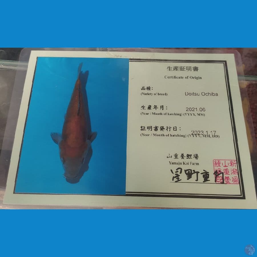 ochiba yamaju 30cm
