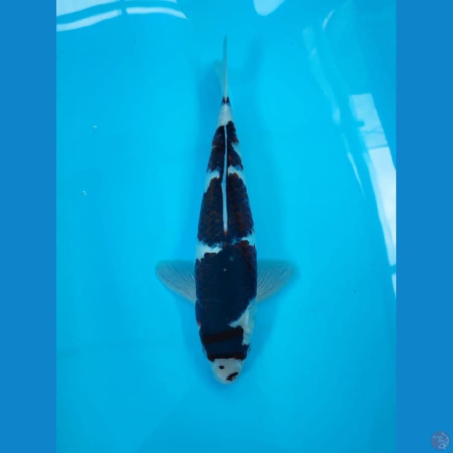 goromo 33cm/male