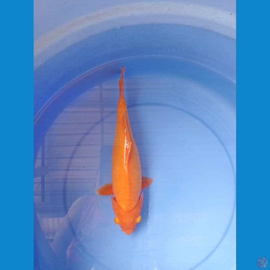 Beni goi 30 cm