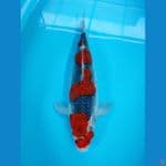 AF - BENI GINGGA 40cm 
