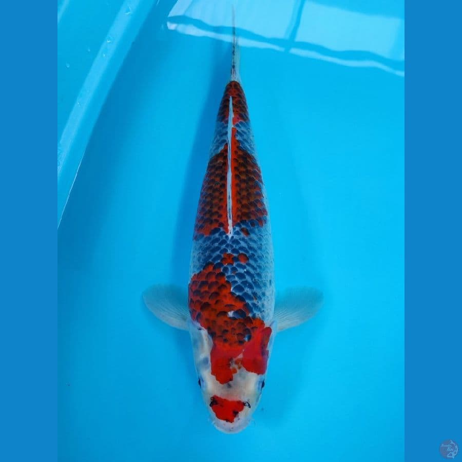 AF - BENI GINGGA 46CM