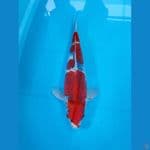 AF - GOSHIKI 44CM 