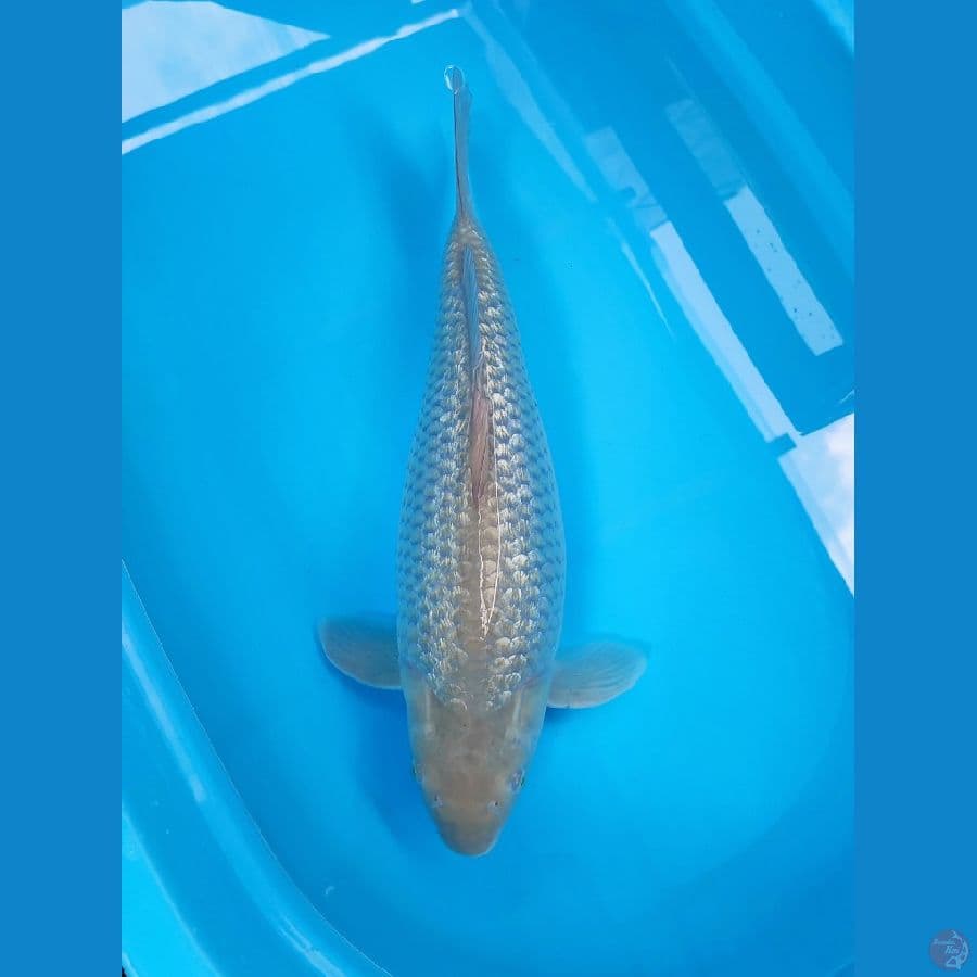 AF - SORAGOI GINRIN 50CM FEMALE 