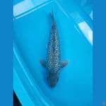 AF - SOGIN 44CM MALE 