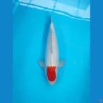 AF - TC KOHAKU ORIGINAL 