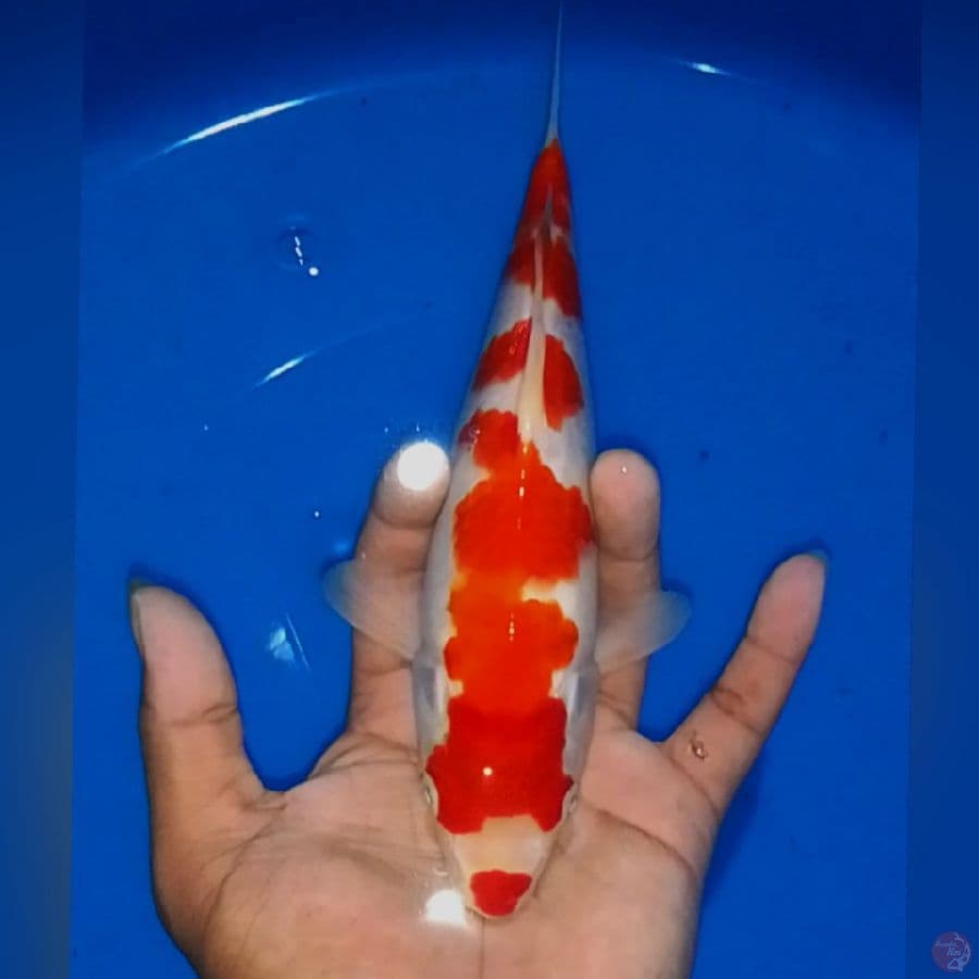 KOHAKU M23