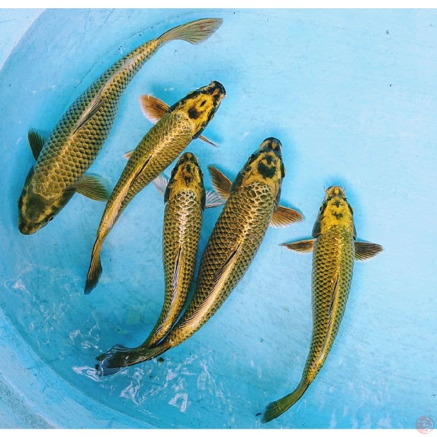 GOLD MUKASHI 24-28 CM 