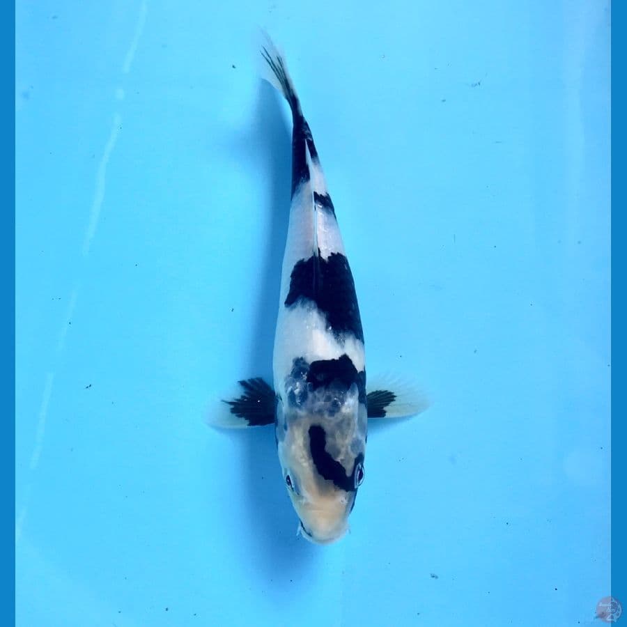 shiro petir 23cm