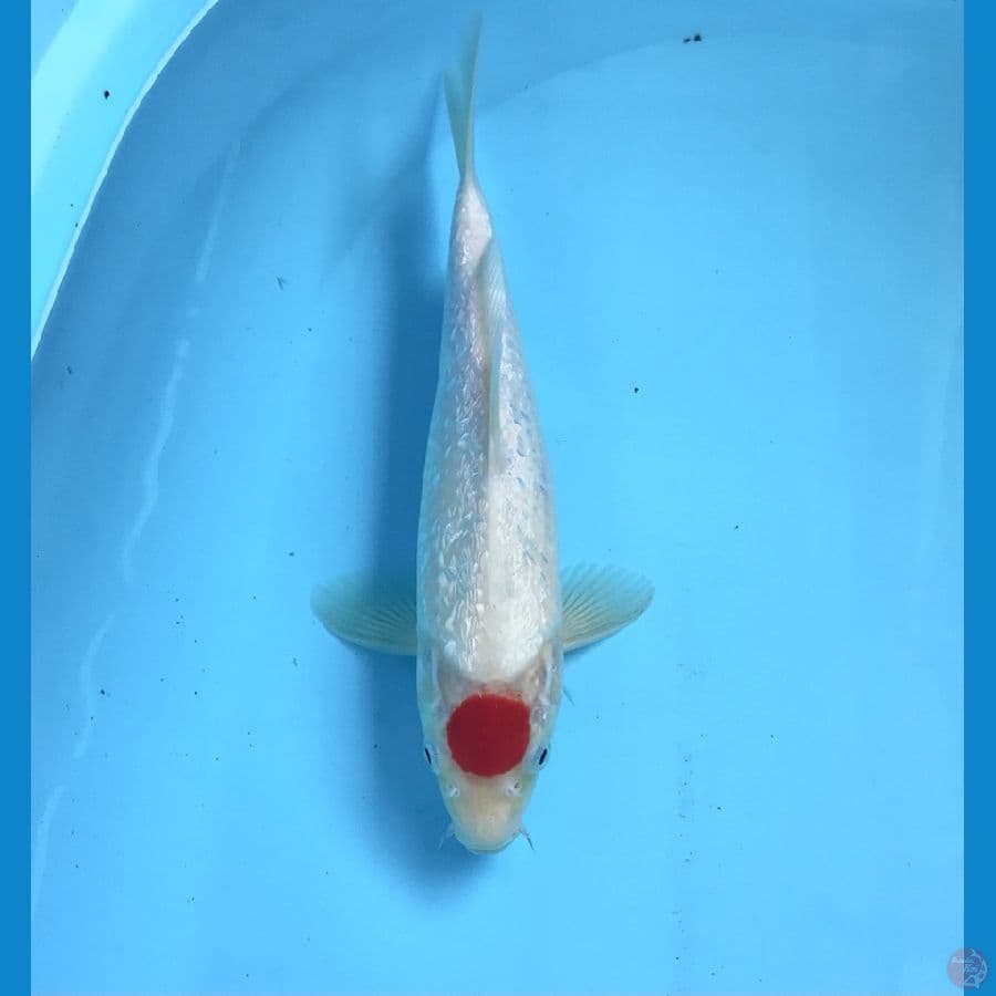 tancho ginrin 25cm