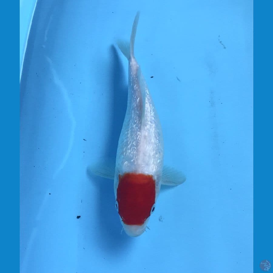 SB tancho ginrin 23cm