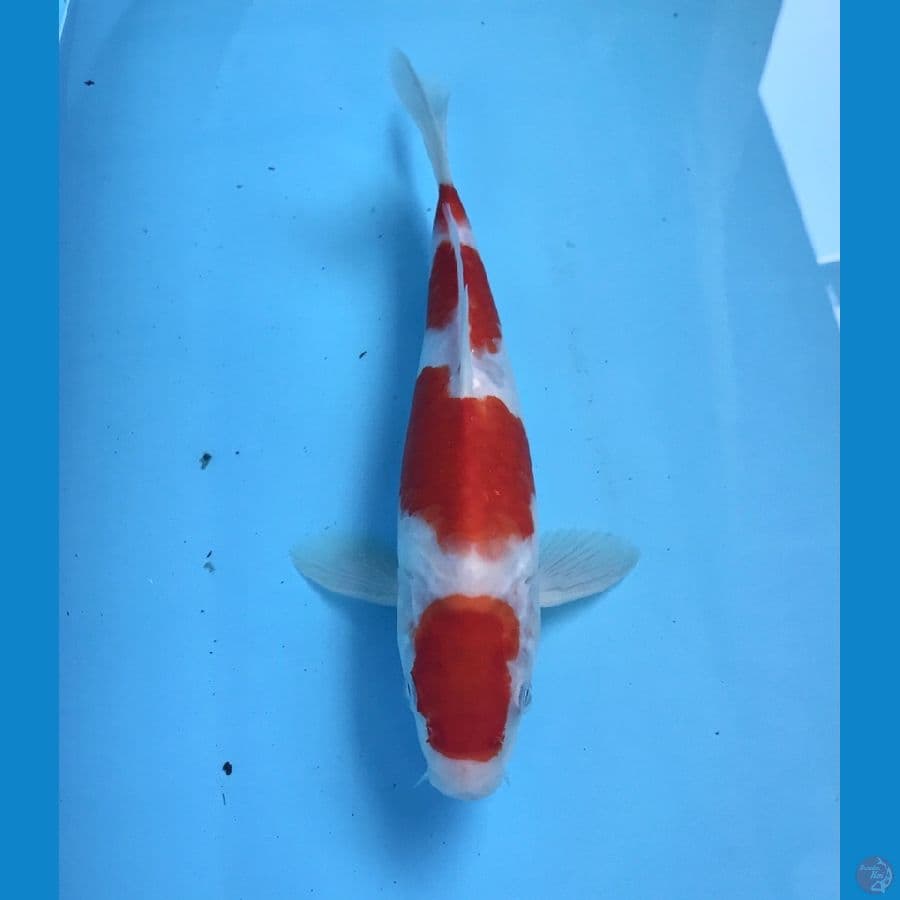 kohaku 27cm
