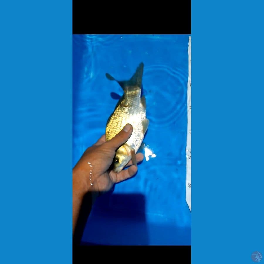 tamasba 20 cm male 