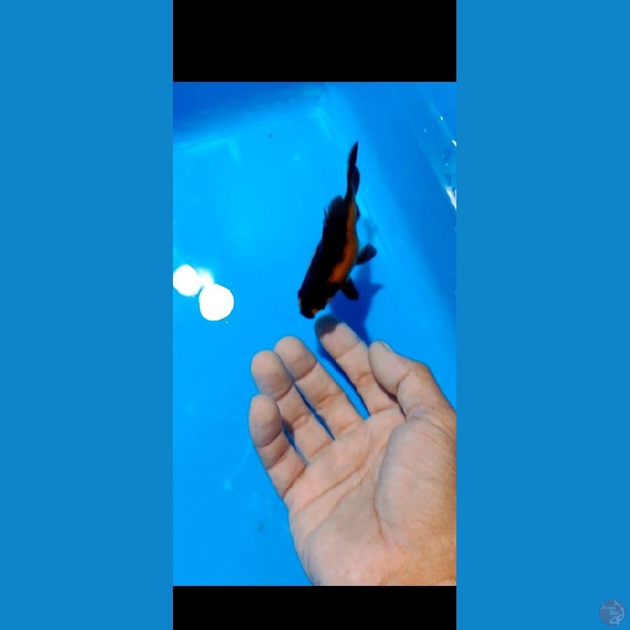 tamasaba 10 cm