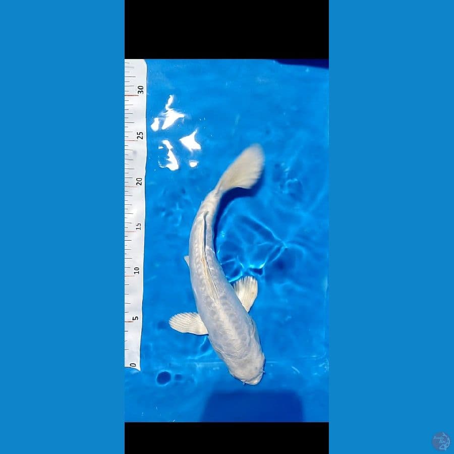 30 cm aragoke . male