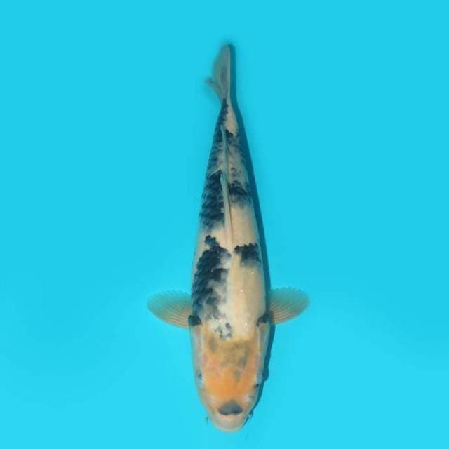 SHIRO 34 CM