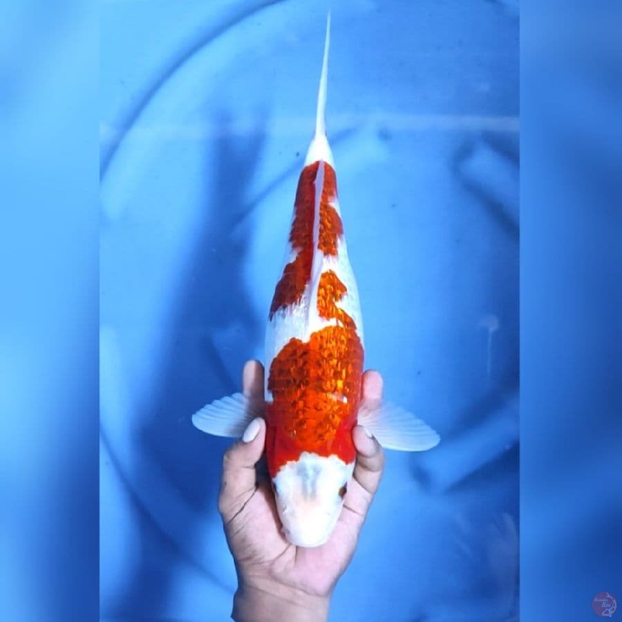 ( 38CM ) GOROMO GINRIN QUALITY - FEMALE