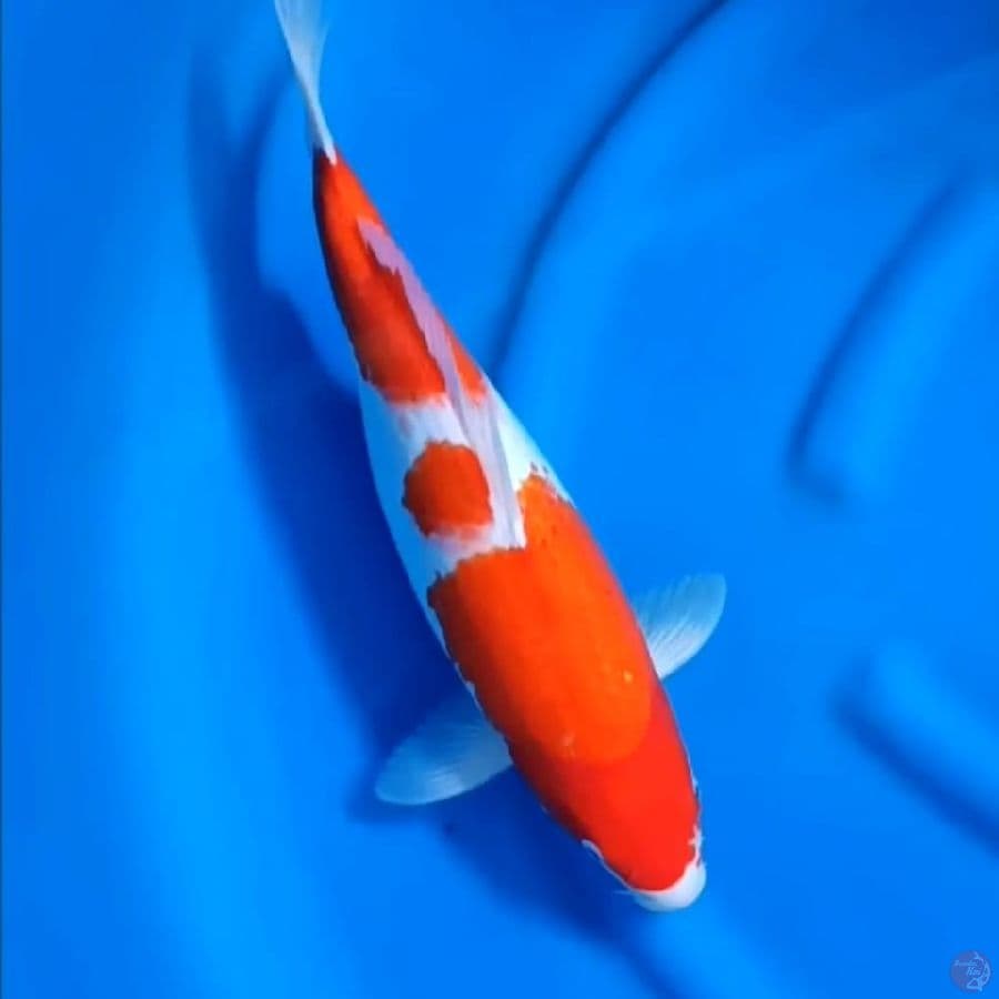 ( 43CM ) KOHAKU ORIGINAL - FEMALE 