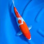 ( 43CM ) KOHAKU ORIGINAL - FEMALE 