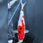 ( 27CM ) SANKE STRONG HALUS - FEMALE 