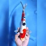 ( 30CM ) SANKE ORIGINAL - MALE