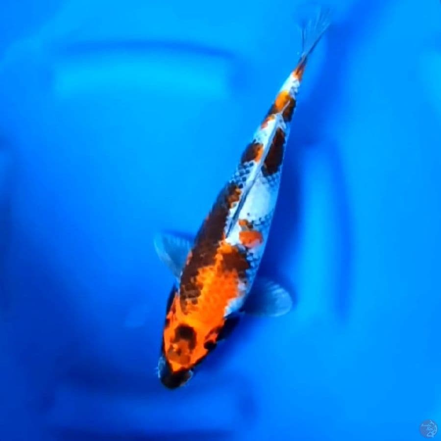 ( 34CM ) KINSHOWA - FEMALE 