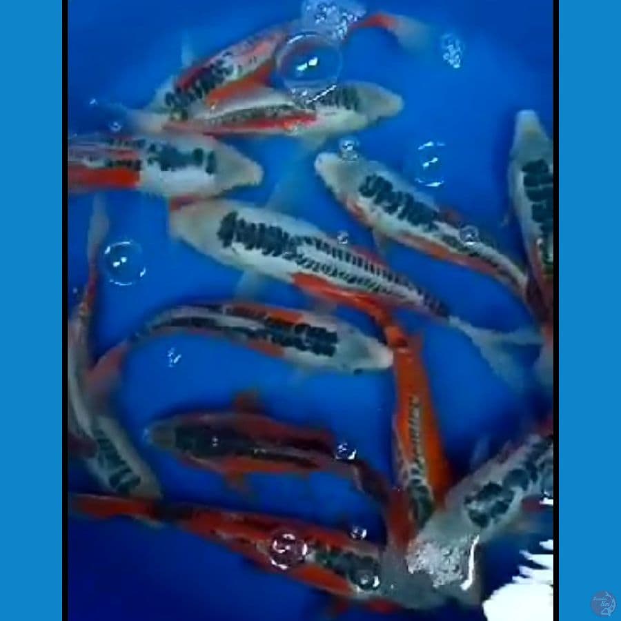 SHUSUI GOOD RING QUALITY 30-35 CM 14 EKOR
