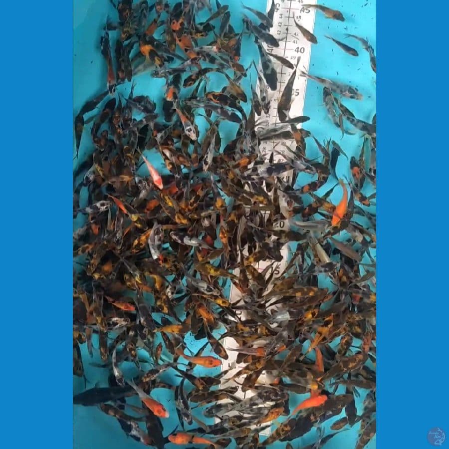 Bibit Showa 400ekor 4-6-9cm