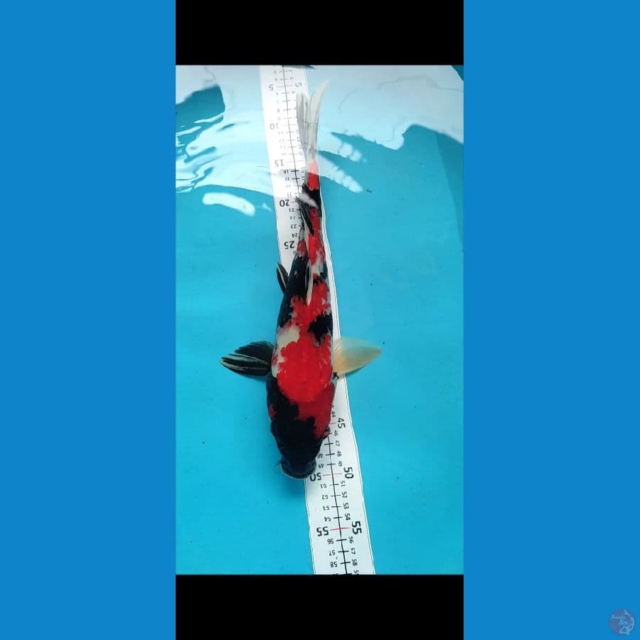 Showa 42cm Male