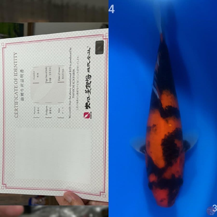 Hi showa import dainichi