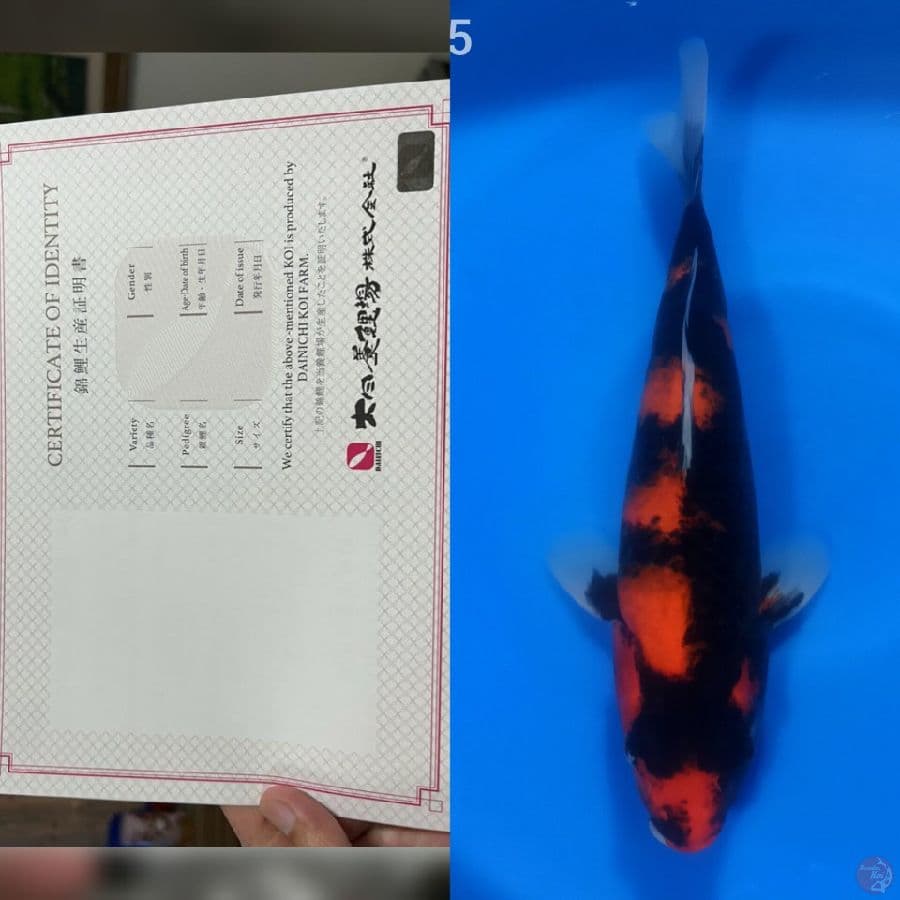 Hi Showa import dainichi