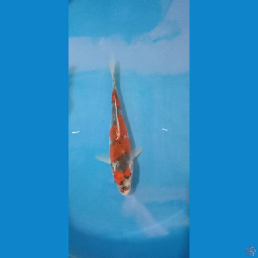 ai goromo 23cm