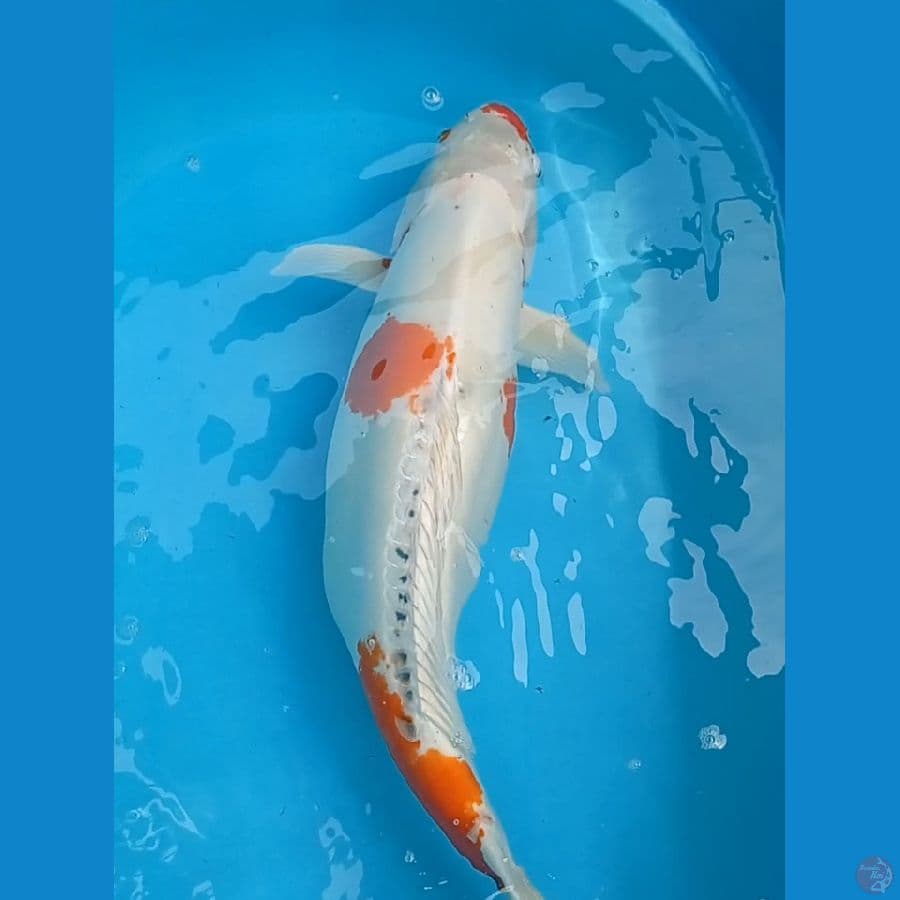 Jumbo 60 cm KIKO