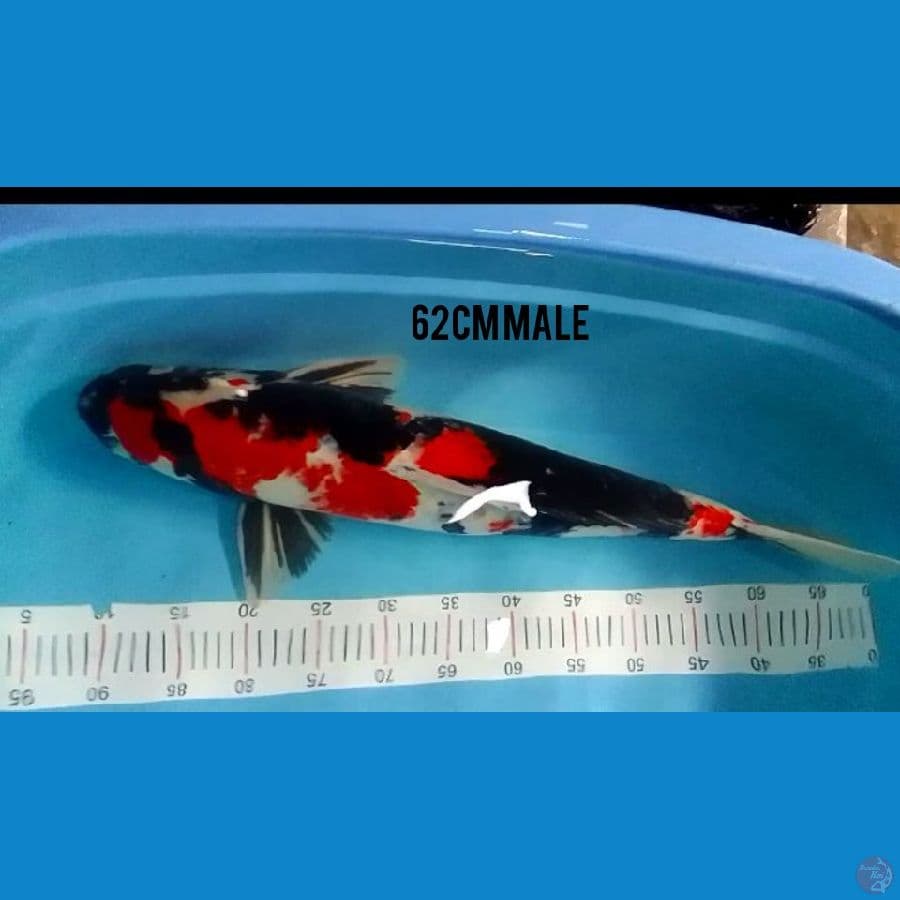 showa 62cm Male