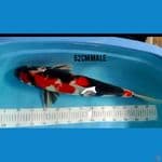 showa 62cm Male