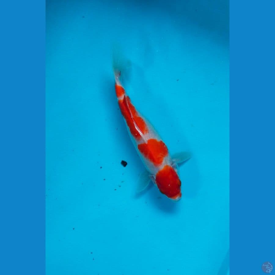 kohaku 23cm