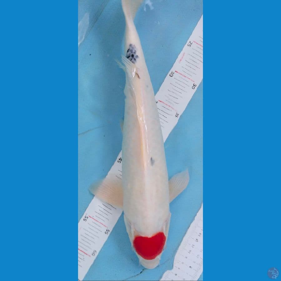 tancho sanky 42cm jantan cut kering