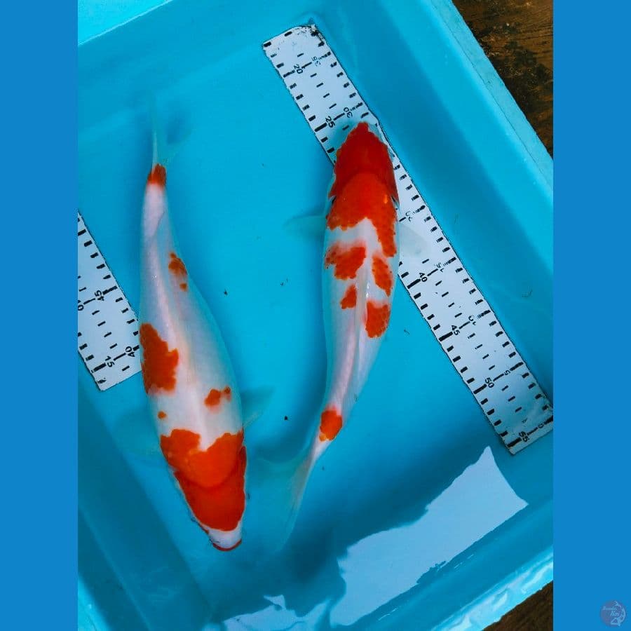 kohaku 32cm 2ekor