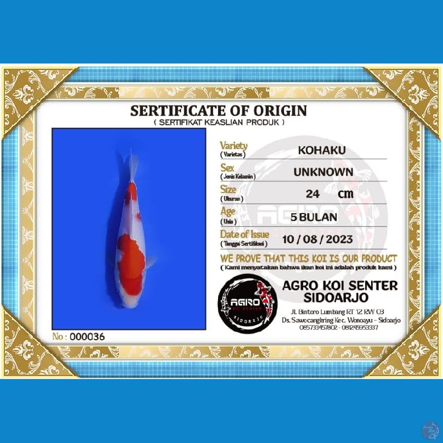 KOHAKU 001