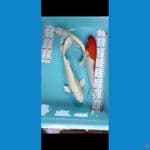 kupay26.30 cm