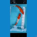 kohaku 25 26 cm