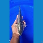 naga bulky 32cm