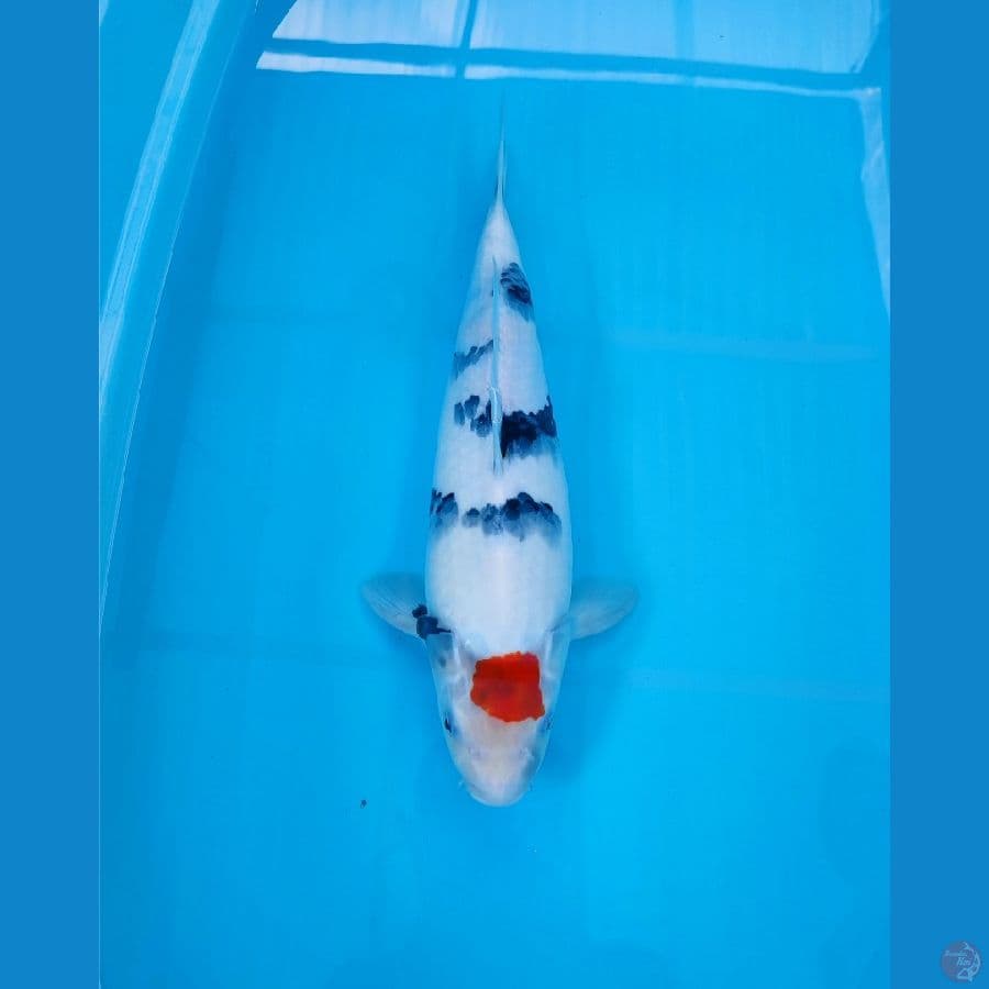 AF - TC SHOWA ORIGINAL 43CM F