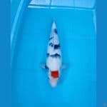 AF - TC SHOWA ORIGINAL 43CM F