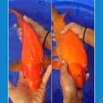 super red karasi punuk madina aziz HQ jantan