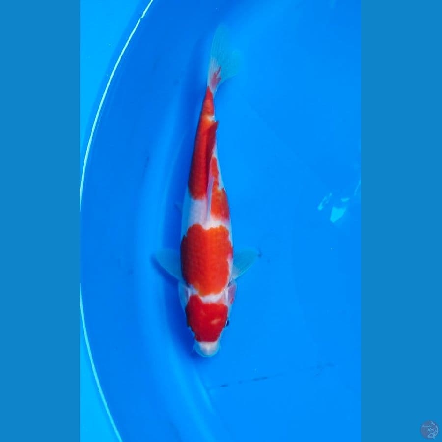 maroten kohaku 23cm