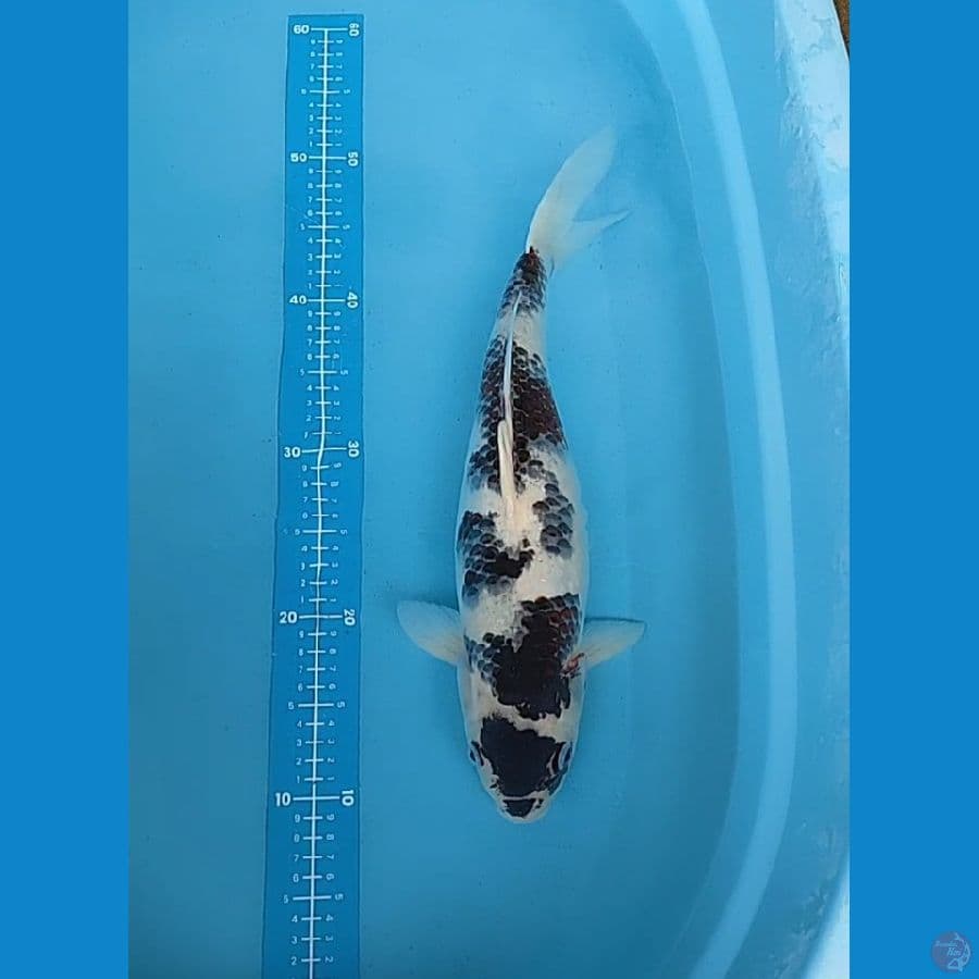 budo goromo (42 cm / fm) original