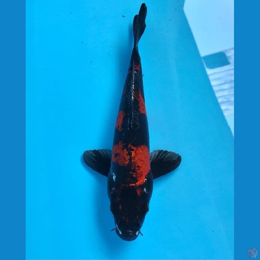 kiko 28cm