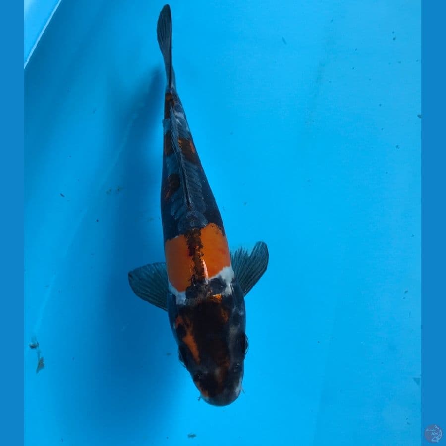 kiko 27cm
