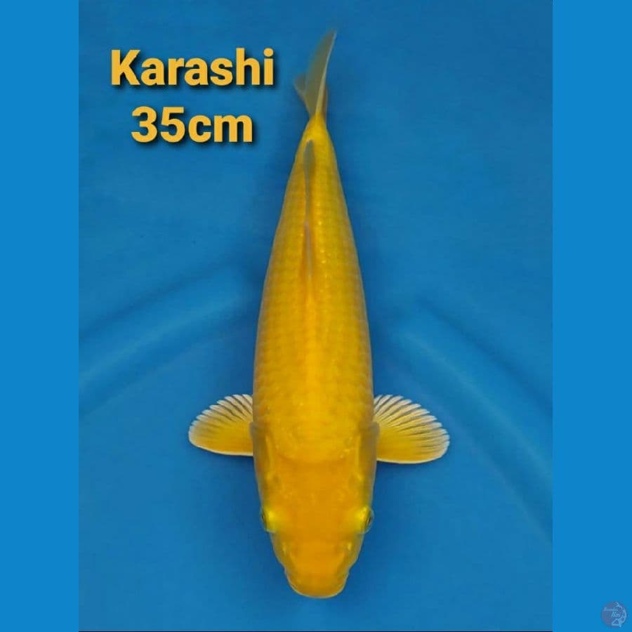 KARASHI 35CM